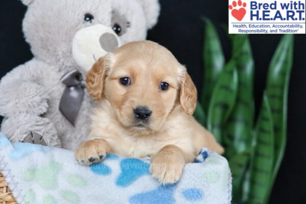 Image of Brielle, a Golden Retriever puppy