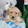 Image of Brielle, a Golden Retriever puppy