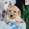 Image of Brielle, a Golden Retriever puppy