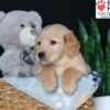 Image of Buddy, a Golden Retriever puppy