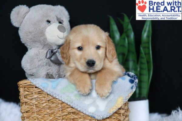 Image of Buddy, a Golden Retriever puppy