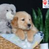 Image of Buddy, a Golden Retriever puppy