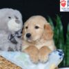 Image of Buddy, a Golden Retriever puppy