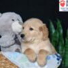 Image of Buddy, a Golden Retriever puppy