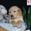 Image of Buddy, a Golden Retriever puppy