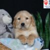 Image of Buddy, a Golden Retriever puppy