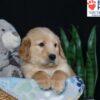 Image of Buddy, a Golden Retriever puppy