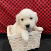 Image of Cadence, a Golden Retriever puppy