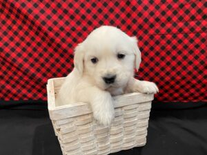 Image of Cadence, a Golden Retriever puppy