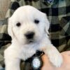 Image of Cadence, a Golden Retriever puppy