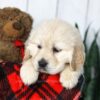 Image of Candy, a Golden Retriever puppy