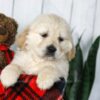 Image of Candy, a Golden Retriever puppy