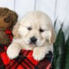 Image of Candy, a Golden Retriever puppy