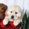 Image of Candy, a Golden Retriever puppy