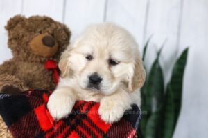 Image of Candy, a Golden Retriever puppy