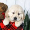 Image of Candy, a Golden Retriever puppy