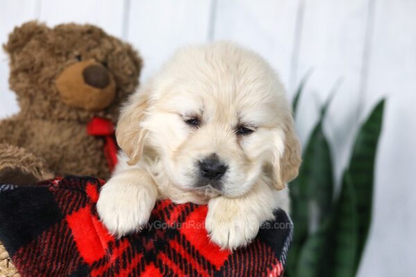 Image of Candy, a Golden Retriever puppy