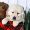 Image of Candy, a Golden Retriever puppy