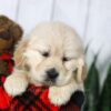 Image of Candy, a Golden Retriever puppy