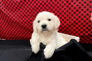 Image of Canyon, a Golden Retriever puppy