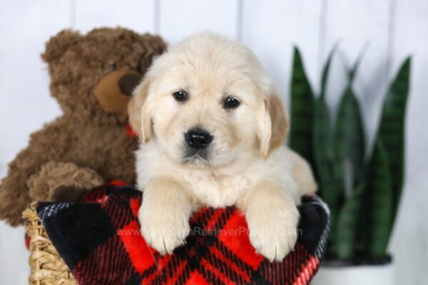 Image of Carla, a Golden Retriever puppy