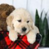 Image of Carla, a Golden Retriever puppy