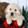 Image of Carla, a Golden Retriever puppy