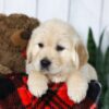 Image of Carla, a Golden Retriever puppy