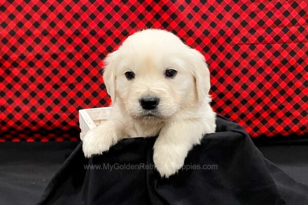 Image of Carlos, a Golden Retriever puppy