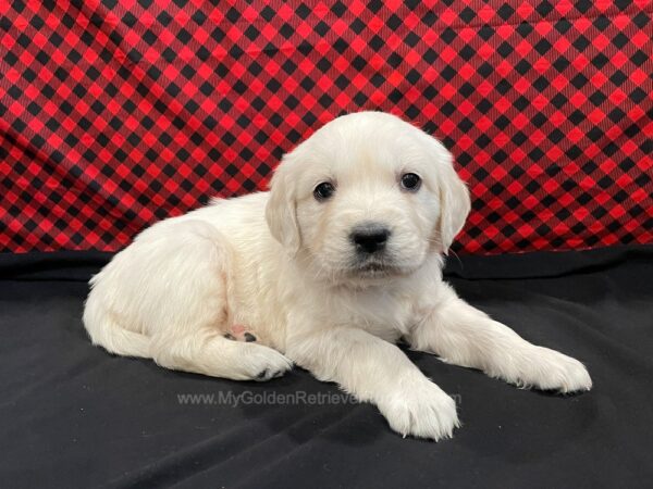 Image of Caroline, a Golden Retriever puppy