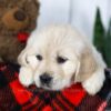 Image of Carrie, a Golden Retriever puppy