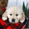 Image of Carrie, a Golden Retriever puppy