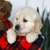 Image of Carrie, a Golden Retriever puppy