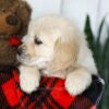 Image of Carrie, a Golden Retriever puppy