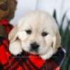 Image of Carrie, a Golden Retriever puppy