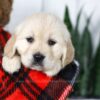 Image of Carrie, a Golden Retriever puppy