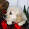 Image of Carrie, a Golden Retriever puppy