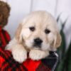 Image of Carrie, a Golden Retriever puppy