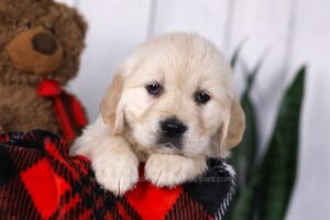 Image of Carrie, a Golden Retriever puppy