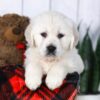 Image of Carson, a Golden Retriever puppy