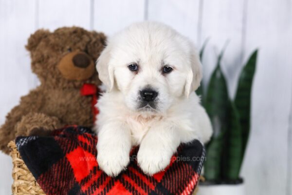 Image of Carson, a Golden Retriever puppy