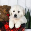 Image of Carson, a Golden Retriever puppy