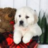 Image of Carson, a Golden Retriever puppy