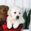 Image of Carson, a Golden Retriever puppy