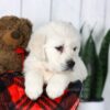 Image of Carson, a Golden Retriever puppy