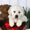 Image of Carson, a Golden Retriever puppy