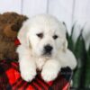 Image of Carson, a Golden Retriever puppy