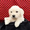 Image of Cash, a Golden Retriever puppy