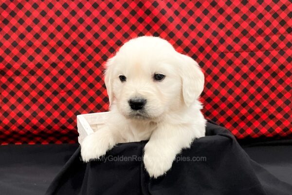 Image of Cash, a Golden Retriever puppy