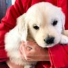 Image of Cash, a Golden Retriever puppy